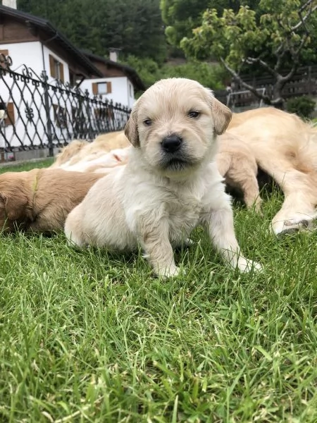 Cuccioli Golden Retriever