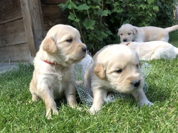Cuccioli Golden Retriever | Foto 4