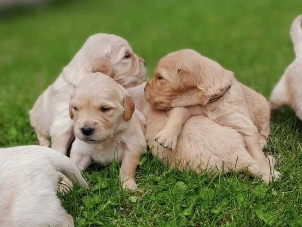 Cuccioli Golden Retriever | Foto 3