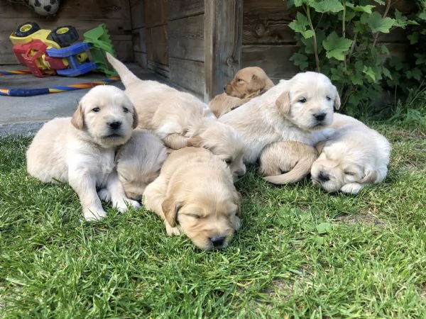 Cuccioli Golden Retriever | Foto 1