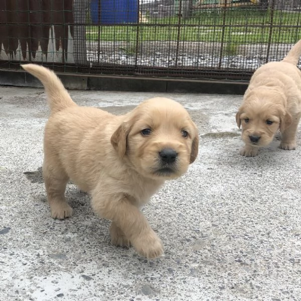 Cuccioli Golden Retriever | Foto 0