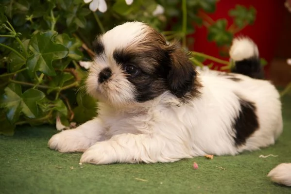 Shih tzu | Foto 3