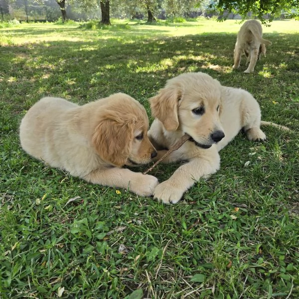 Cuccioli Golden Retriever Pedigree hidden