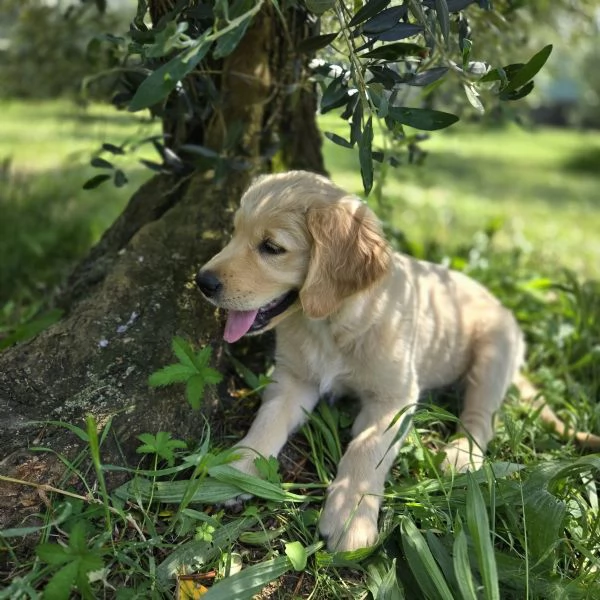 Cuccioli Golden Retriever Pedigree hidden | Foto 1