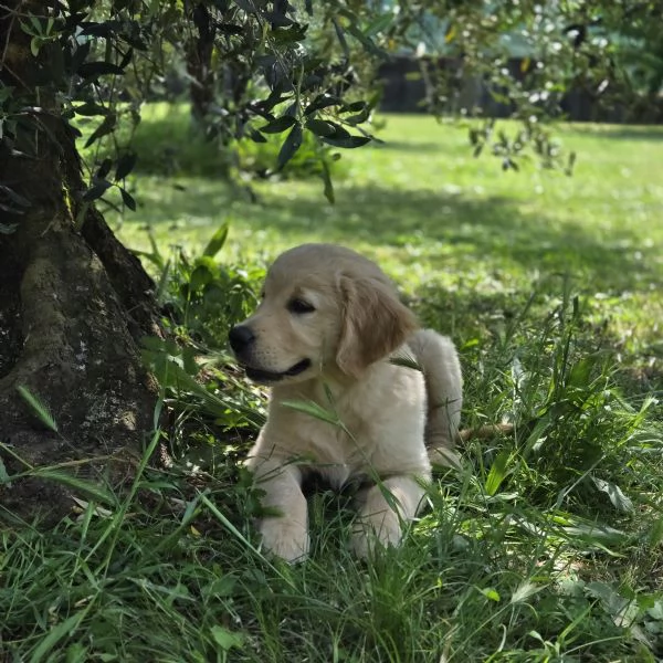 Cuccioli Golden Retriever Pedigree hidden | Foto 0