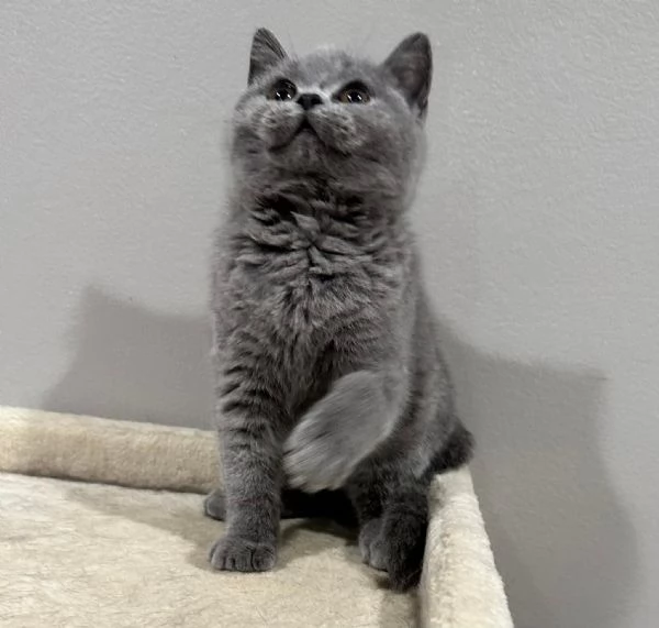 Gatti British shorthair