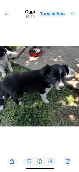 Cuccioli border collie di due mesi