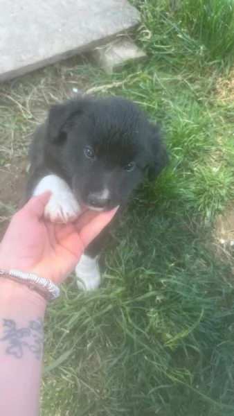 Cuccioli border collie di due mesi | Foto 4