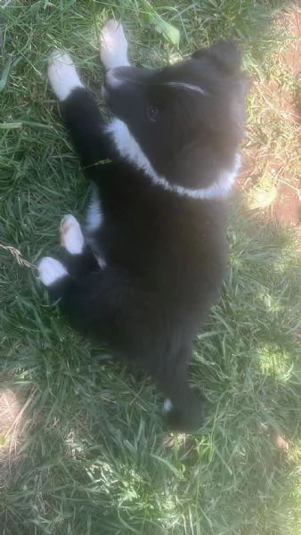 Cuccioli border collie di due mesi | Foto 3