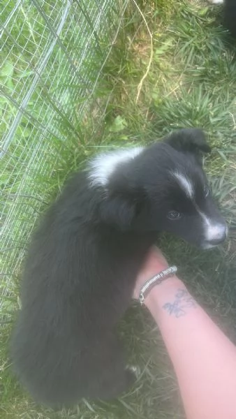 Cuccioli border collie di due mesi | Foto 2
