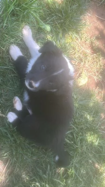 Cuccioli border collie di due mesi | Foto 1