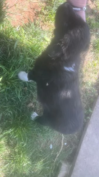 Cuccioli border collie di due mesi | Foto 0