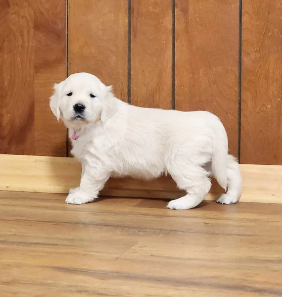 Cuccioli Golden retriever | Foto 0