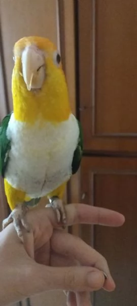 pappagallo caicco testa gialla