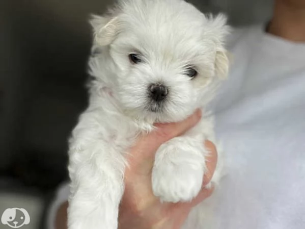 Cuccioli di razza Maltese Toy | Foto 0