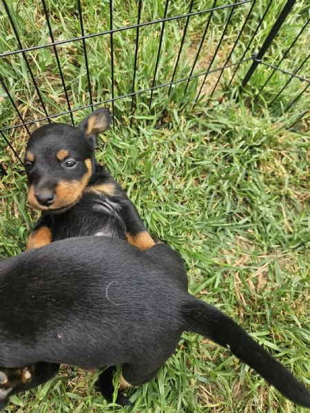 Deutsche jadg terrier