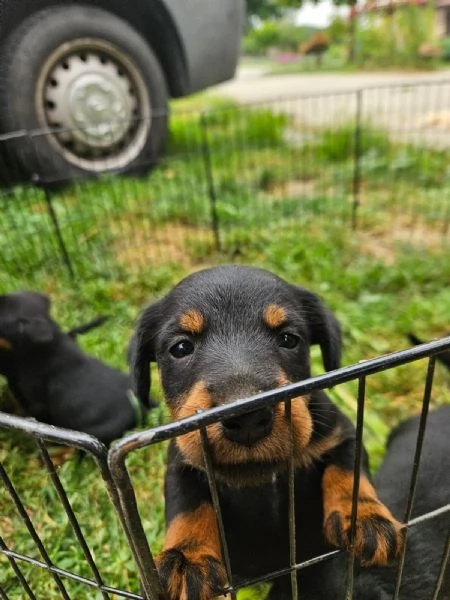 Deutsche jadg terrier | Foto 6