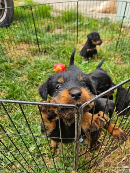 Deutsche jadg terrier | Foto 5