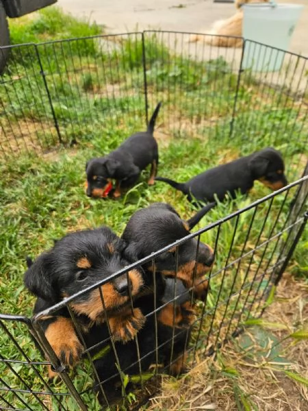 Deutsche jadg terrier | Foto 4