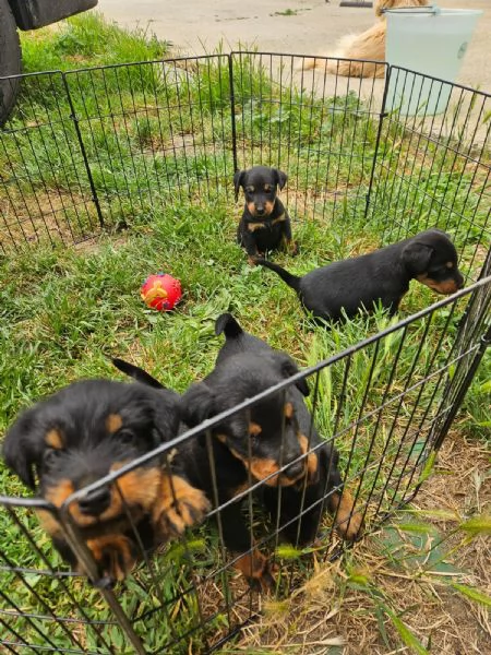 Deutsche jadg terrier | Foto 3