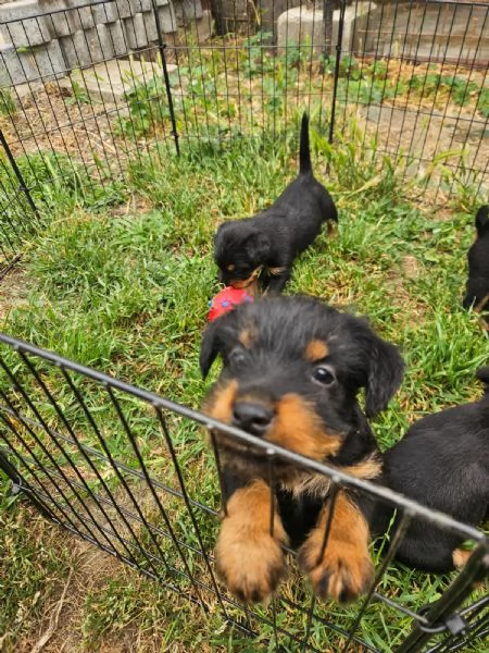 Deutsche jadg terrier | Foto 2