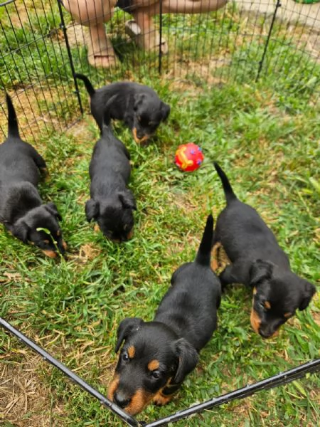 Deutsche jadg terrier | Foto 1