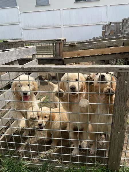 Golden retriever