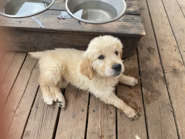 Golden retriever | Foto 1