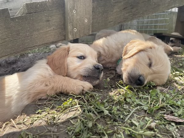 Golden retriever | Foto 0