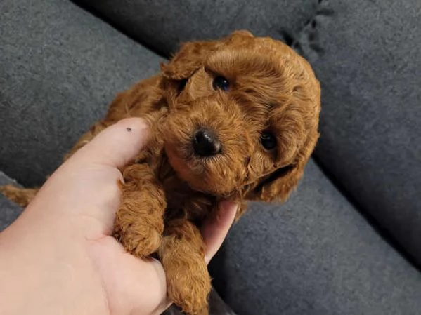 Cuccioli di Barboncino Toy | Foto 0