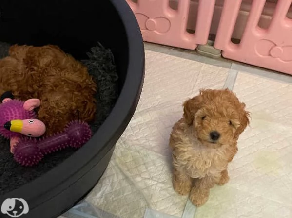 Cuccioli di Barboncino Toy | Foto 1