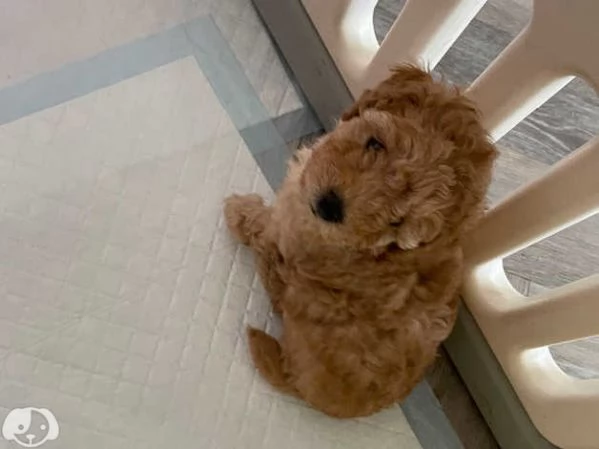 Cuccioli di Barboncino Toy