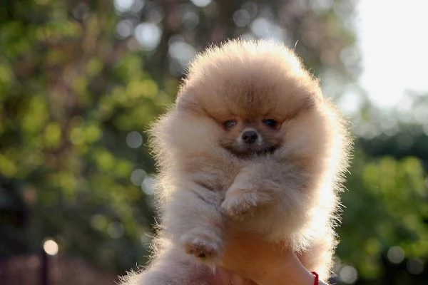 Cuccioli di Pomerania BOO Cuccioli di Spitz di Pomerania | Foto 6