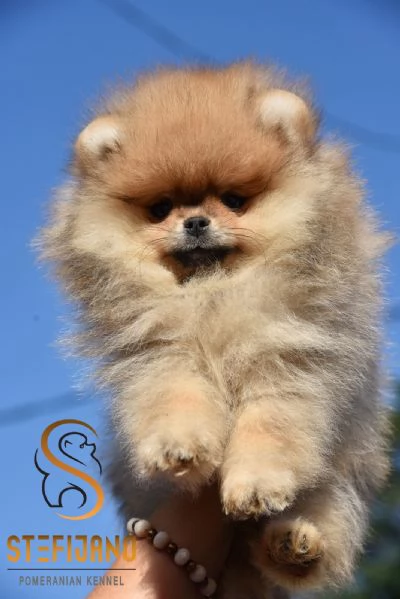 Cuccioli di Pomerania BOO Cuccioli di Spitz di Pomerania | Foto 5