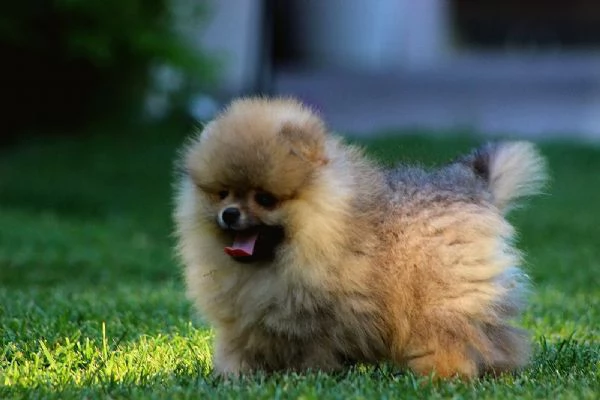 Cuccioli di Pomerania BOO Cuccioli di Spitz di Pomerania | Foto 4