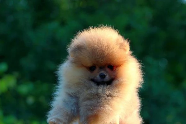 Cuccioli di Pomerania BOO Cuccioli di Spitz di Pomerania | Foto 3