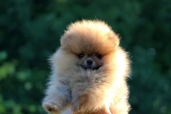 Cuccioli di Pomerania BOO Cuccioli di Spitz di Pomerania