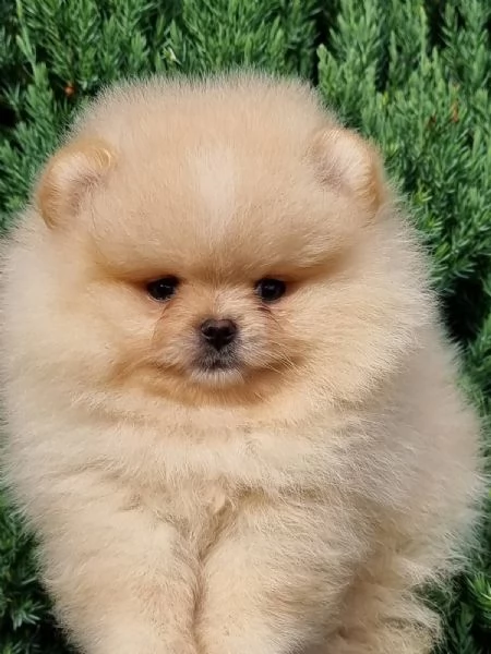 Cuccioli di Pomerania BOO Cuccioli di Spitz di Pomerania | Foto 2