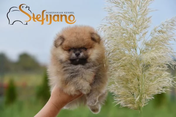 Cuccioli di Pomerania BOO Cuccioli di Spitz di Pomerania | Foto 1