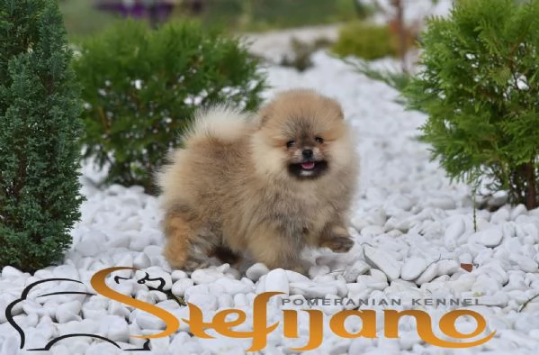 Cuccioli di Pomerania BOO Cuccioli di Spitz di Pomerania | Foto 0