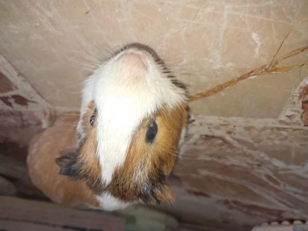 Porcellino dIndia maschio adulto  10