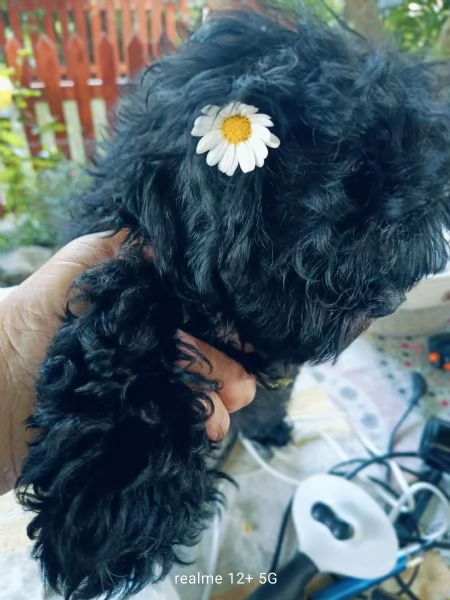 Maltipoo 