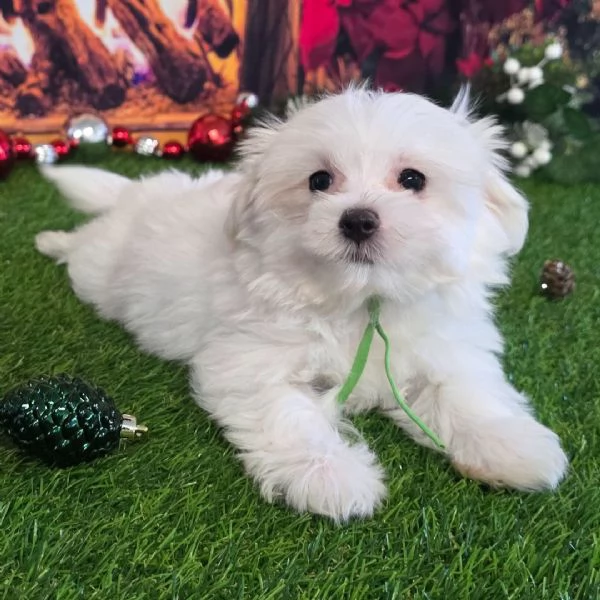 Maltese 