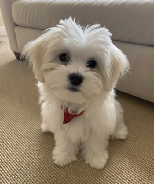 Maltese  | Foto 0