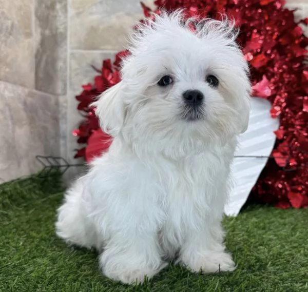 Maltese 