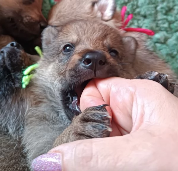 Cuccioli cane lupo cecoslovacco 