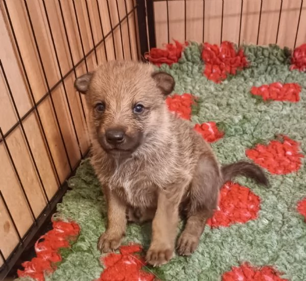 Cuccioli cane lupo cecoslovacco  | Foto 1
