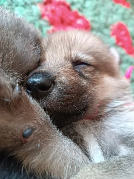 Cuccioli cane lupo cecoslovacco  | Foto 0