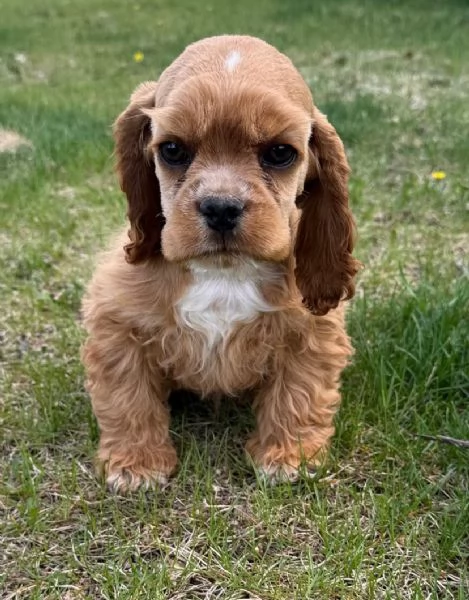 Cucciolo cocker spaniel americano | Foto 0