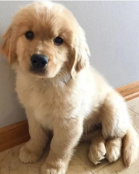 Regalo Golden retriever padre e madre disponibili  | Foto 0